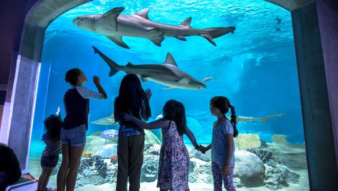 Members of the autism community can get information on what to expect at OdySea Aquarium from Pal Experiences.