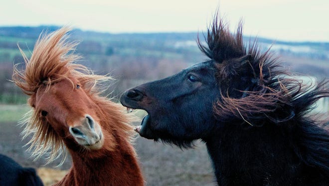 Los caballos de Islandia juegan en su prado en Wehrheim, cerca de Frankfurt, Alemania, el mi é rcoles 9 de enero de 2019.