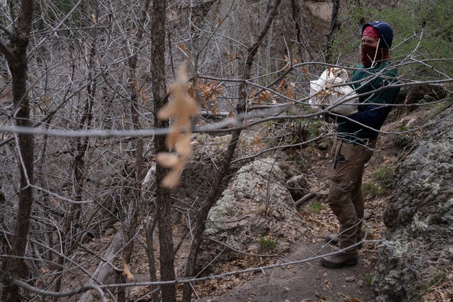 Lonnie Fox (Arizona Game and Fish) holds pups (both captive and wild bred) in a pillow case, April 25, 2024, at the Prime Canyon den located south of Alpine, Arizona. The pups were then placed back into the den by Allison Greenleaf (U.S. Fish and Wildlife Service den diver).
