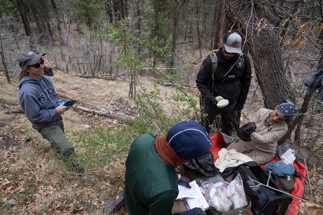 Allison Greenleaf (right, U.S. Fish and Wildlife Service den diver) examines one of the Mexican gray wolf puppies, while Nic Riso (2nd from right, New Mexico Department of Game & Fish) gets ready to scan the microchip, April 25, 2024, at the Prime Canyon den located south of Alpine, Arizona. Writing down the data is Lonnie Fox (2nd from left, Arizona Game and Fish) and observing is Holly Payne (left, Living Desert Zoo & Gardens State Park).