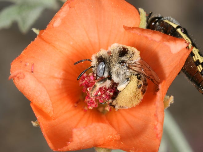 A Diadasia diminuta getting some flower pollen.