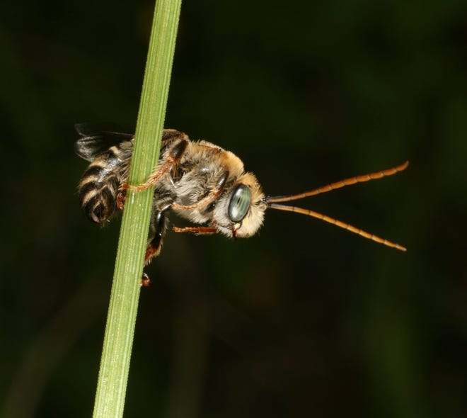 A member of Melissodes species up close.