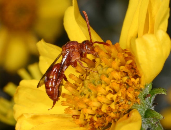 A member of Nomada ruficornis sitting in a flower.