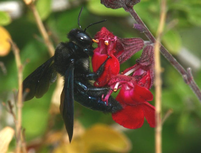 Xylocopa californica arizonensis showing contrast in the wild.