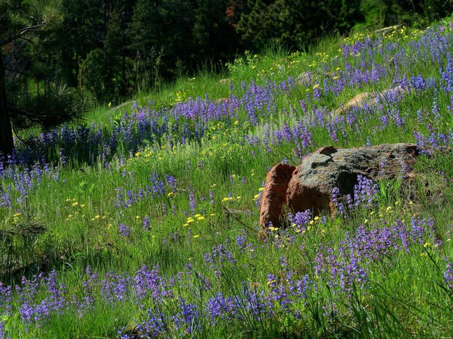 Los prados de flores silvestres son una vista común en el Borde Norte.