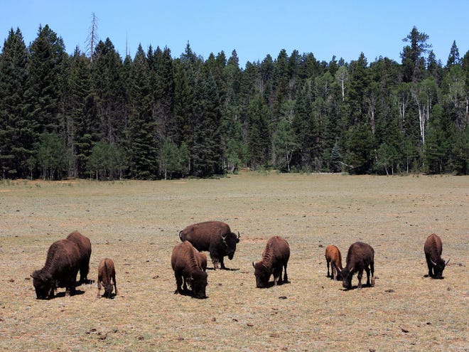 Los bisontes pastan en los prados que rodean la estación de entrada del Borde Norte.