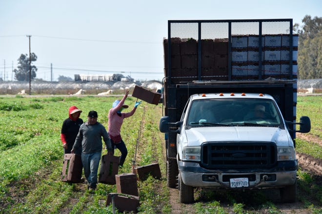 Fotografía donde aparecen unas personas mientras trabajan en un cultivo de cilantro, en Oxnard, California.