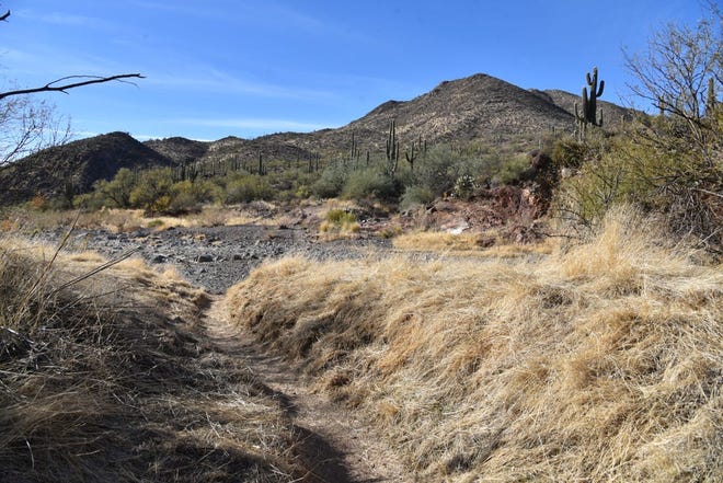 La ruta Maricopa Trail a través del Área de Conservación Spur Cross Ranch cruza Cave Creek varias veces.