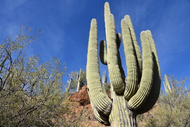 Enormes saguaros crecen a lo largo del tramo del sendero Maricopa desde Spur Cross Ranch hasta el bosque nacional de Tonto.