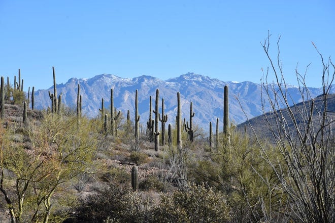 Rincón Peak (centro) se puede ver desde el sendero El Grupo Loop en Enchanted Hills Trails Park en Tucson.