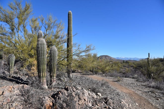 Tumamoc Hill se puede ver desde High Noon Trail en Enchanted Hills Trails Park en Tucson.
