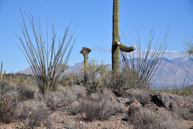 Un saguaro con cresta en el sendero El Grupo Loop en Enchanted Hills Trails Park, en Tucson.