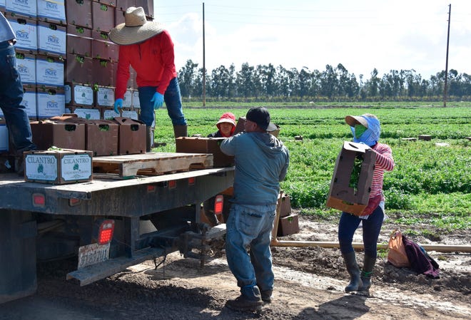Unos campesinos cargan cajas de cilantro en un camión el 28 de marzo en un campo de cultivos en Oxnard, California.